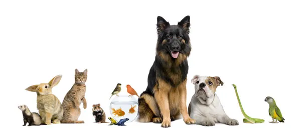 animalerie qui sommes nous