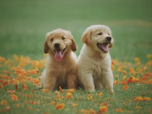 Chien