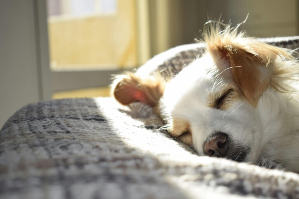 Chien 2